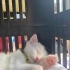 Pamuk