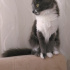 Pamuk