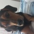 Shavi
