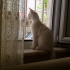 Pamuk