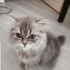 mia
