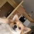 Waffle