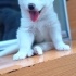 AMON