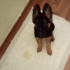 Pavlov