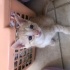 Duman