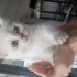 Bulut