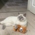 bulut