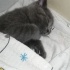 Duman