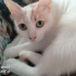 Pamuk