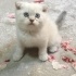 Pamuk