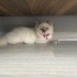 Pamuk