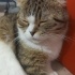 Pamuk