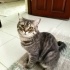 Duman