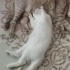 Pamuk