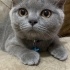Duman