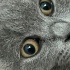 Duman