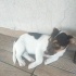 Tilly