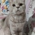 Duman