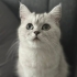 Milko
