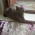 Duman