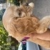 Dody