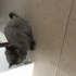 Duman