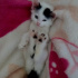 Pamuk