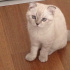 Pamuk