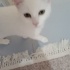 Pamuk