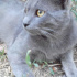 Duman
