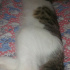 Paşa