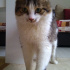 Duman