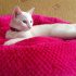 pamuk