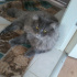 Duman