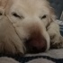 Beybi