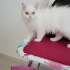 Pamuk