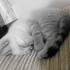 Bulut