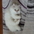 BULUT