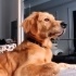 Charlie
