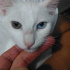 Pamuk
