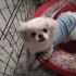 Pafy