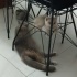 Şila ve pamuk