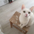 Pamuk