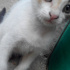 pamuk