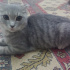 duman
