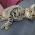 LEO