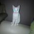 Pamuk 