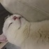 Pamuk