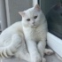 Bulut