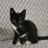 Zeytin